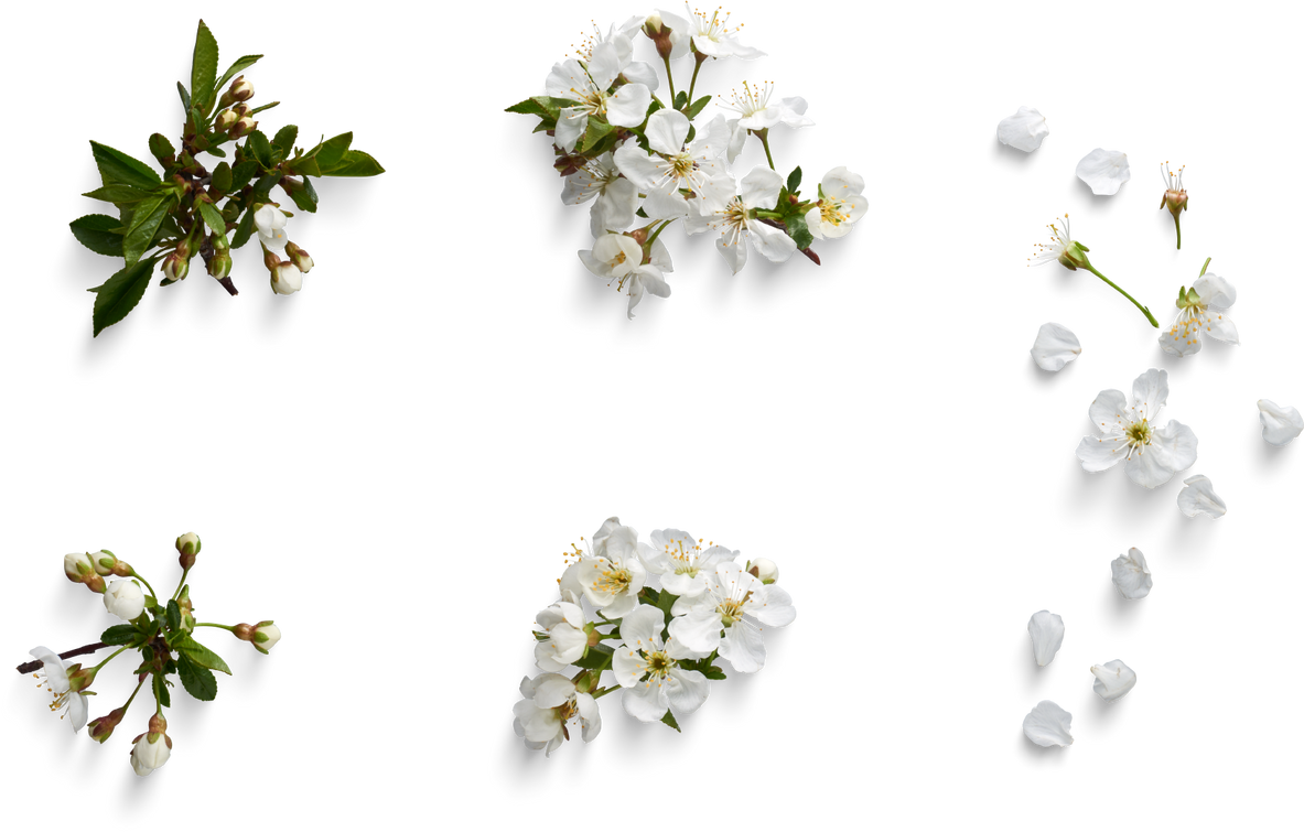 White Flowers Cutout